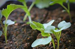 Причины пожелтения и вялости капусты Почему сохнут семядольные листья у рассады капусты